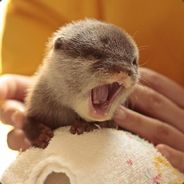 TheRageWeasel