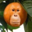 orang