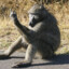 ltd. Baboon