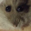 hampter