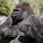vac2