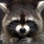 RaCCoON