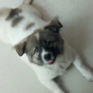 狙击手冷峰（老公）