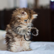 АНАЛИТИК ТИТЕК