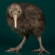 kiwi