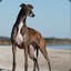 Greyhound