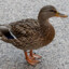 Poland_Duck