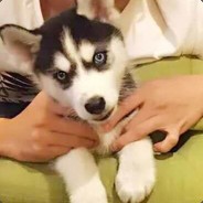 吃不到葡萄说葡萄甜