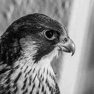 240km/h.PEEK | Zandy