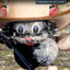 Cat Cowboy