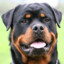 Xoxota de Rottweiler