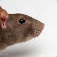 Elusive Wallaby - steam id 76561197961808443