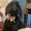 Humphrey