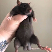 Rat Nutz