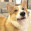 FUJIII THE CORGI