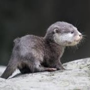 OtterlyBad