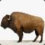 wittybuffalo
