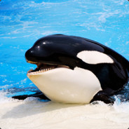 Killer Whale™