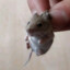 蜀哥