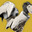 Ruin Wings