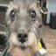 I miss my mini Schnauzer