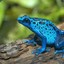 Blue Frog