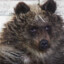 Dirty Bear