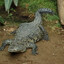 cocodrilo