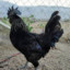 black cock (chicken)