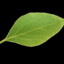 Average_Leaf