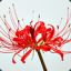 Lycoris