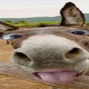 P_R_I_M_E - steam id 76561199319255791