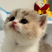 果蔬茶去冰标准甜