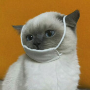 十八猫