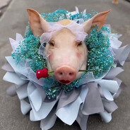 我是一头大蠢猪