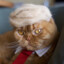 ORANGE CAT