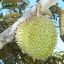 durian