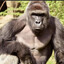 Harambe SKINS