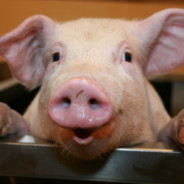 ксюша топ люблю