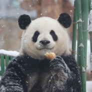 划小船首席抹茶品鉴官