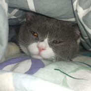 阿斯代伦不赞同