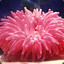 theseaanemone