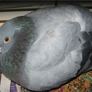 ☜❶☞-Dreamer☜❶☞