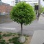 Alittletree