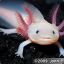 Axolotl