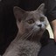 怀里的猫