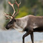 HannahsReindeer