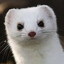 Mustela nivalis
