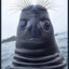 deformed seal