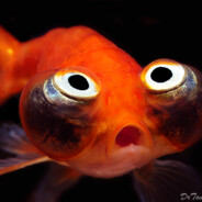 zippy